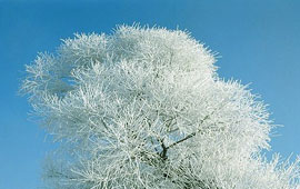 黑科技一键呼叫轰炸